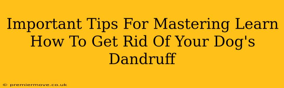 Important Tips For Mastering Learn How To Get Rid Of Your Dog's Dandruff